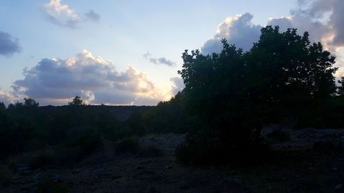 Silhouette trees on field against sky during sunset