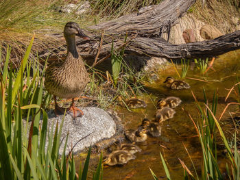 Ducks in lake