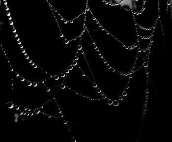 Close-up of water drops on spider web against black background