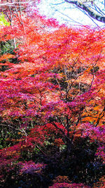 Low angle view of pink flowering trees in park during autumn