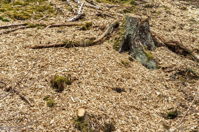 High angle view of dead plant on field
