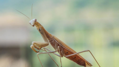 Close-up of insect