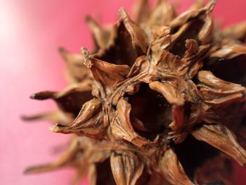 Close-up of dry flowers