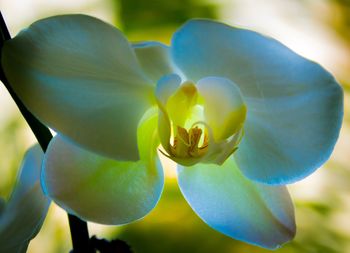 Close-up of yellow flower blooming outdoors