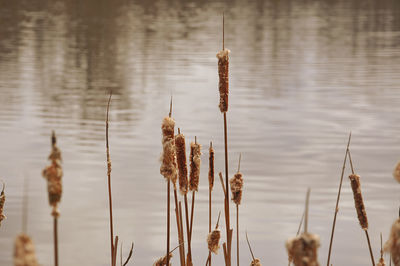 Close-up of dry plants against lake