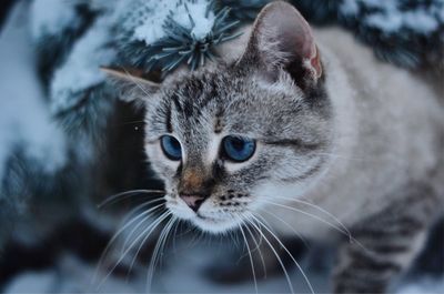 Close-up portrait of cat