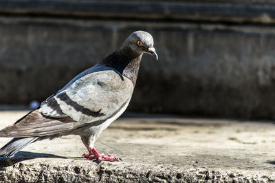 Close-up of seagull perching outdoors