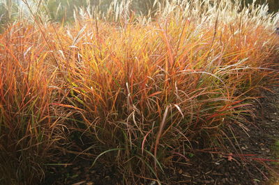 Close-up of grass on field