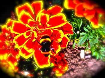 Close-up of red flowers