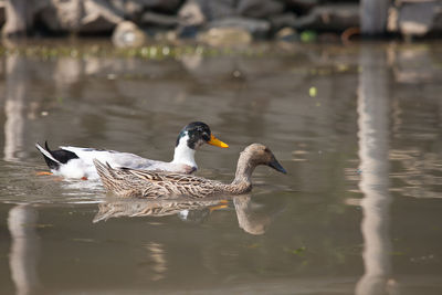 Ducks swimming in lake