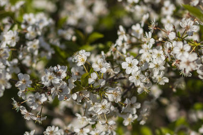 Close-up of white cherry blossom