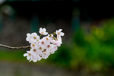 Close-up of white flowers blooming on tree