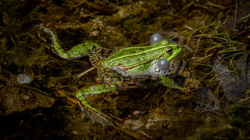 Close-up of frog in lake