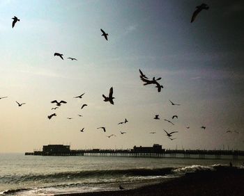 Seagulls flying over sea