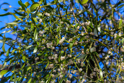 Fruits viscum album, commonly known as european mistletoe, common mistletoe or simply as mistletoe