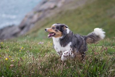 Close-up of dog on grass