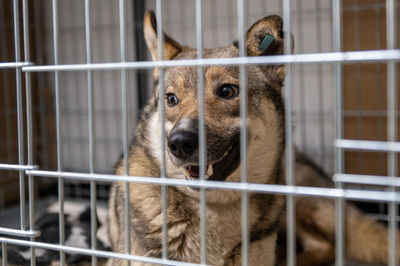 pet