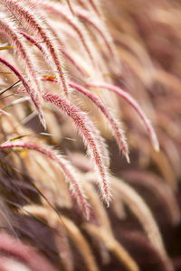 Detail shot of pink flower