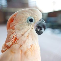 Close-up of a bird