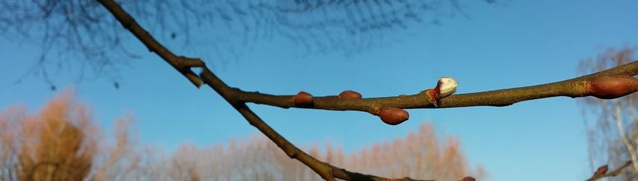 Low angle view of trees against sky