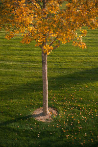 Tree on field during autumn