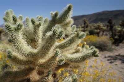 Close-up of fresh cactus plants against sky