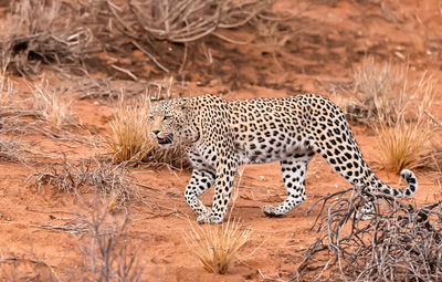 Cheetah on field