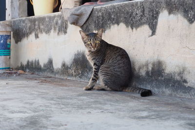 Cat sitting outdoors