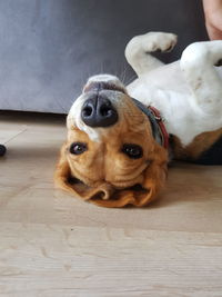 Portrait of dog on floor at home