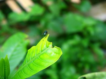 Close-up of insect on leaf