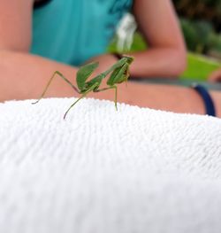 Close-up of insect on hand