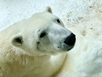 polar bear