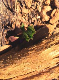 Close-up of plant against tree