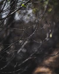 Close-up of branches against blurred plants