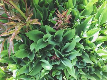 Close-up of fresh green plants