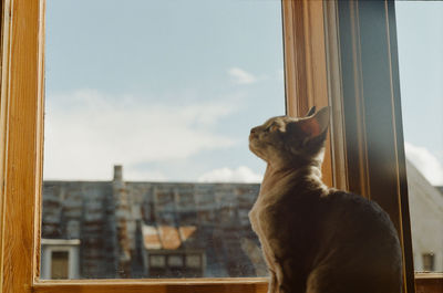 Cat looking through window