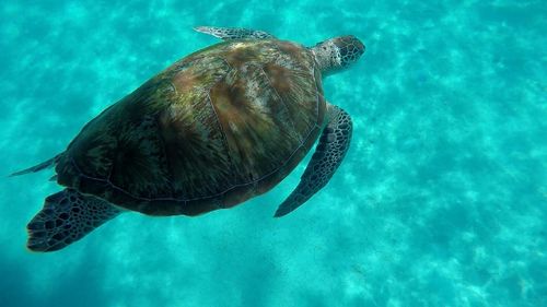 Close-up of jellyfish swimming in sea