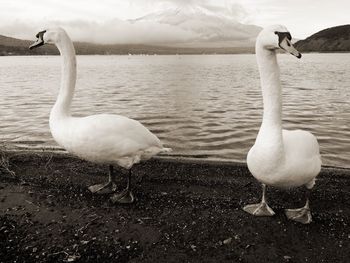 Swan perching at lakeshore
