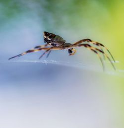 Close-up of spider
