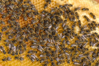 Close-up of bee on yellow leaf