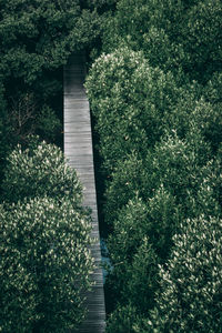 High angle view of footbridge amidst trees