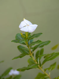 Close-up of white flowering plant