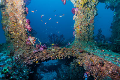 View of fish swimming underwater