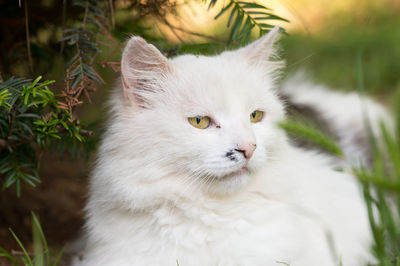 Close-up portrait of white cat by plants