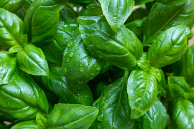 Full frame shot of green chili peppers leaves