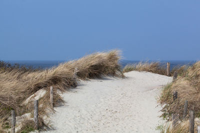 Plants on beach against clear blue sky