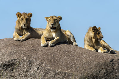 Three lions rest in the sun on a rock