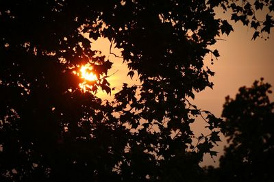 Sun shining through trees