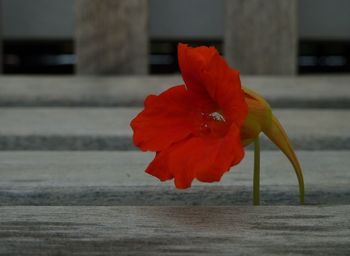 Close-up of red rose