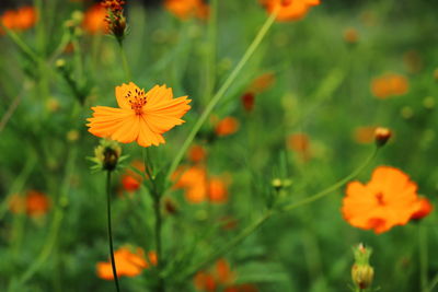 Close-up of orange cosmos flower on field